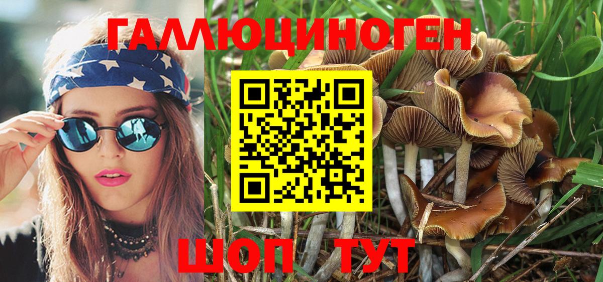 Галлюциногенные грибы Psilocybe Грозный